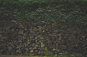Textured Stone Wall with Green Ivy Hedge Background