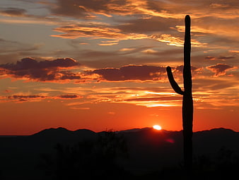 Saguaro Cactus Silhouette Against Vibrant Desert Sunset Sky