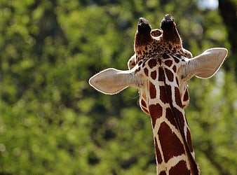 Close-up of a giraffe's head and neck against green foliage