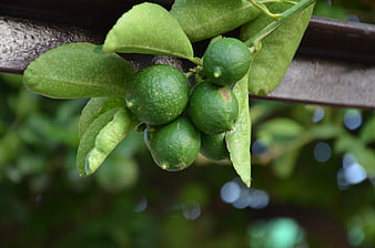 Cluster of green limes growing on a tree branch