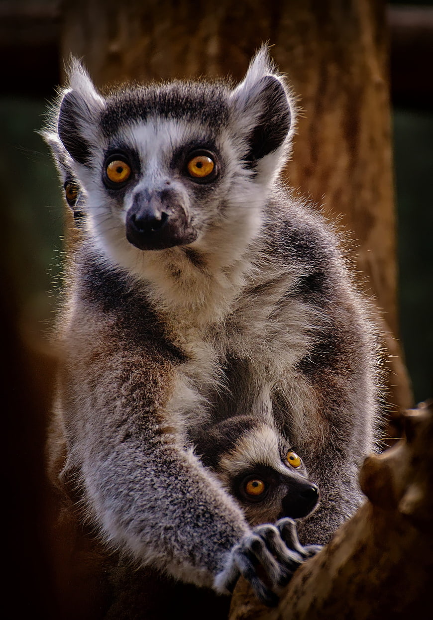 Ring-tailed Lemur Mother and Baby on Tree Branch