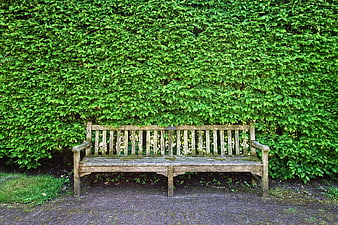 Weathered Wooden Bench Against Lush Green Hedge