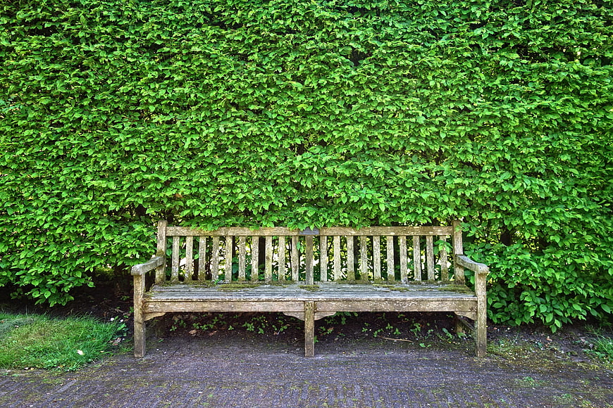 Weathered Wooden Bench Against Lush Green Hedge