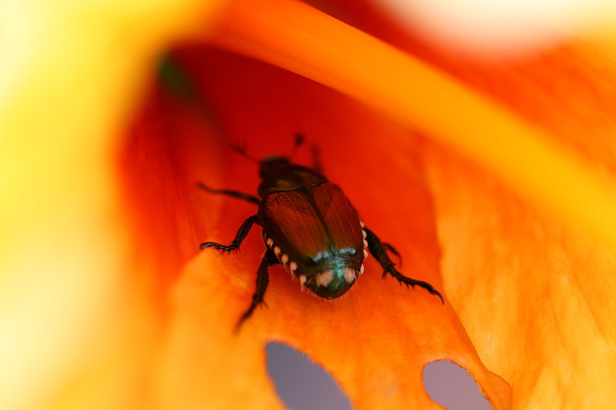 Macro of iridescent beetle on vibrant orange flower petal