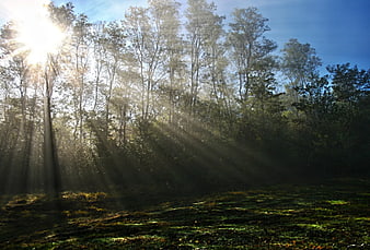 Sunbeams streaming through misty forest canopy in morning light