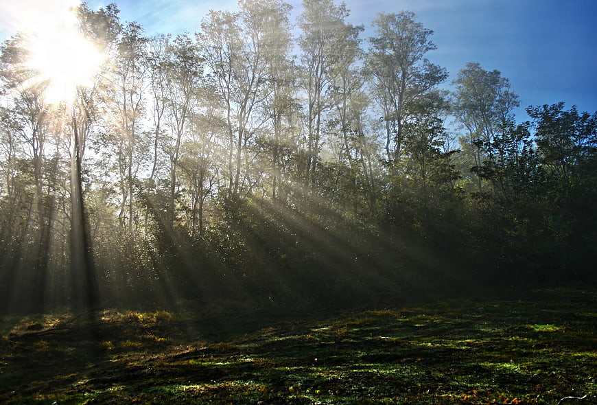 Sunbeams streaming through misty forest canopy in morning light