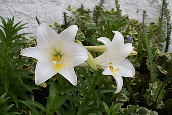 White lily flowers with water droplets in garden