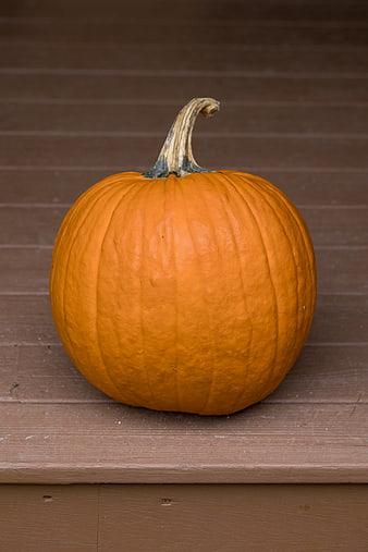 Single Orange Pumpkin on Wooden Deck