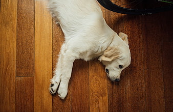 Golden Retriever Puppy Sleeping on Hardwood Floor