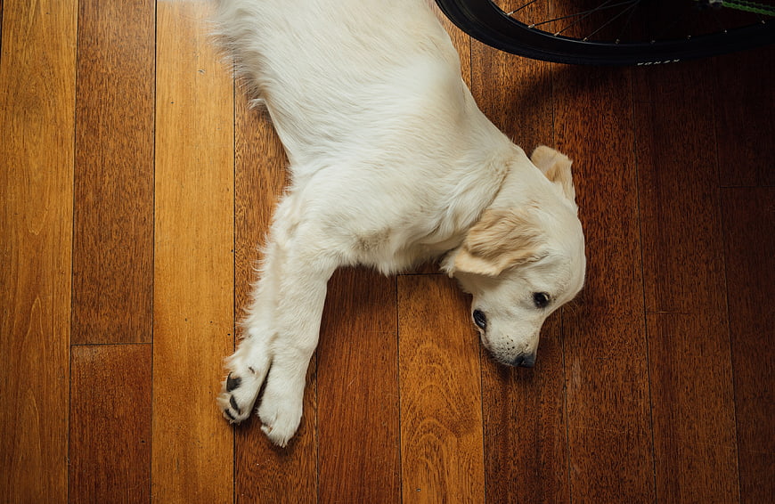 Golden Retriever Puppy Sleeping on Hardwood Floor