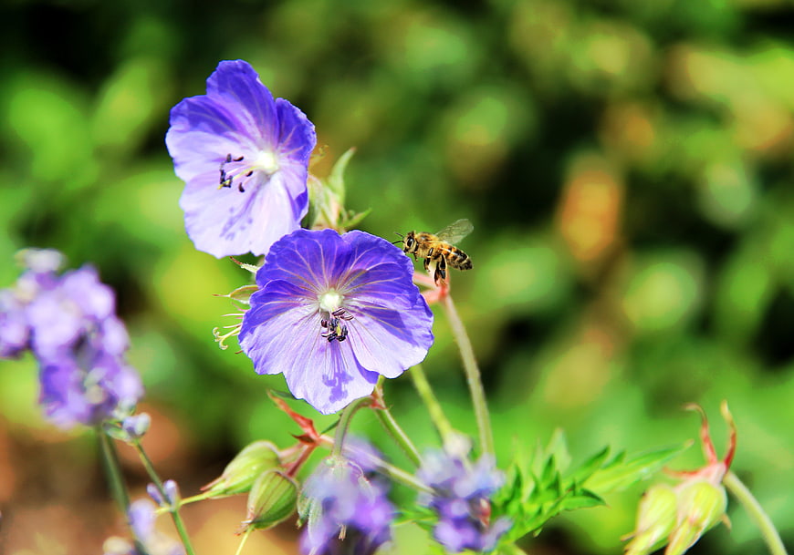 Honeybee Pollinating Purple Wildflowers in Garden