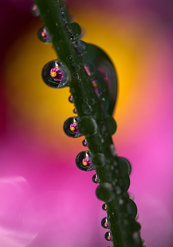 Macro photography of dew drops on a green leaf with flower reflections