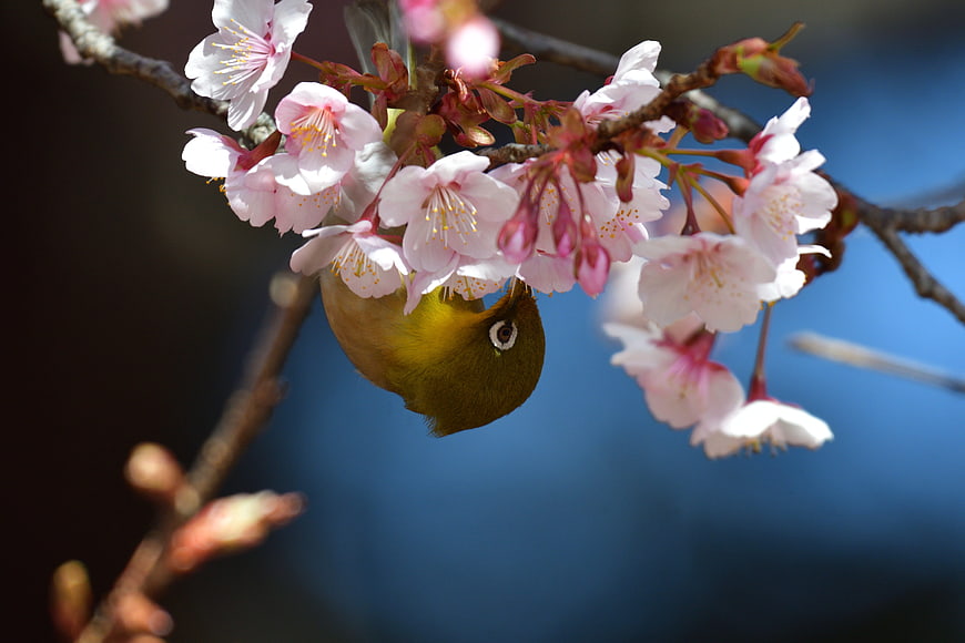 Japanese White-eye Bird Perched on Cherry Blossom Branch