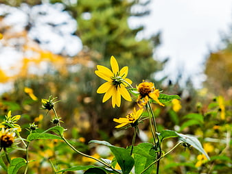 Yellow Wildflowers Blooming in Garden