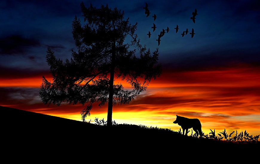 Silhouette of Dog and Tree Against Dramatic Sunset Sky
