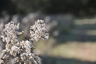 Close-up of white fluffy wildflowers with blurred background