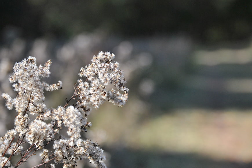 Close-up of white fluffy wildflowers with blurred background