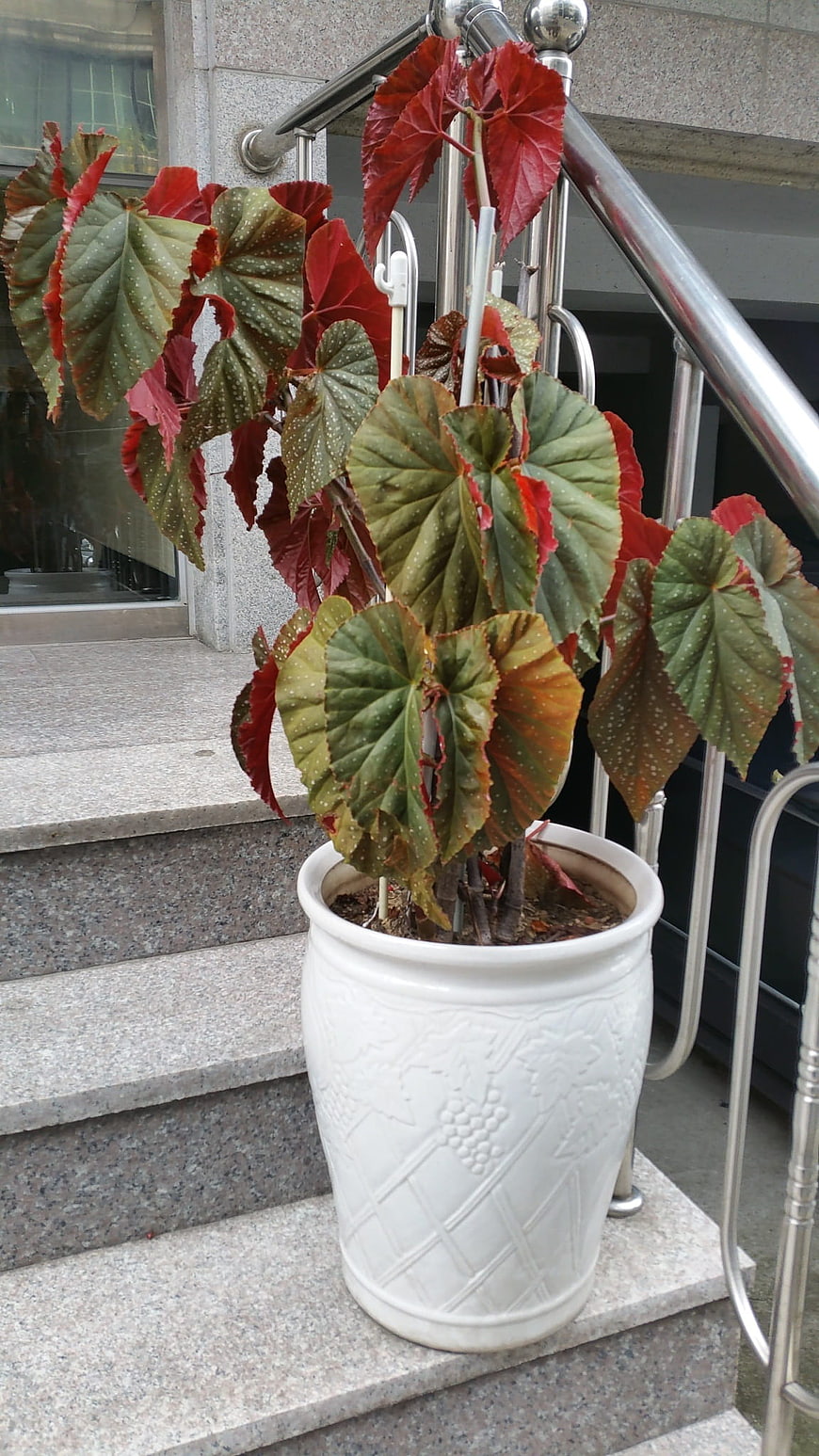 Potted Begonia Plant on Granite Stairs with Metal Railing