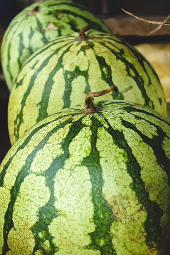 Close-up of fresh striped watermelons in a row