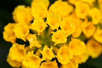 Close-up of vibrant yellow lantana flowers in bloom