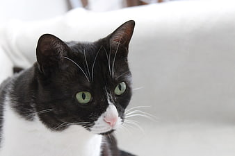 Close-up portrait of a black and white tuxedo cat with green eyes