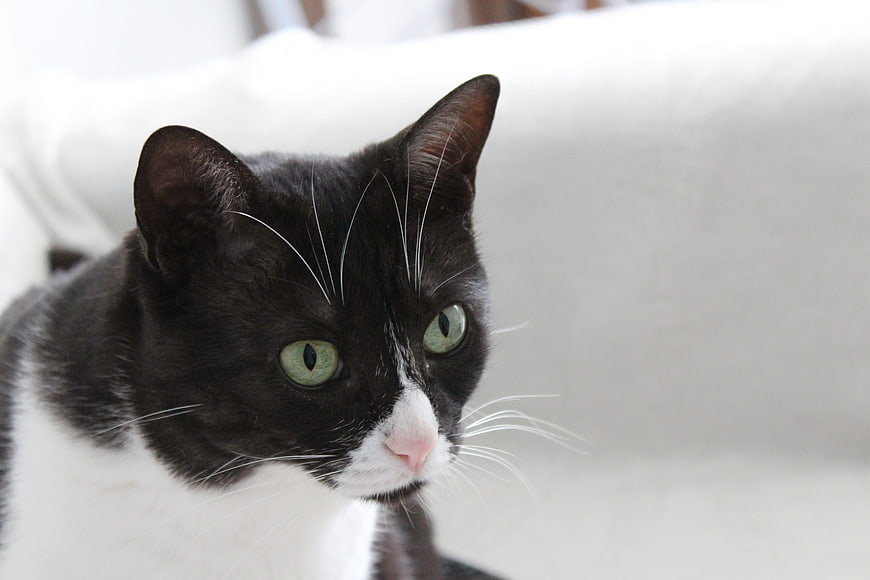 Close-up portrait of a black and white tuxedo cat with green eyes