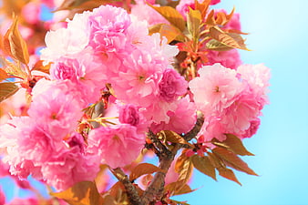 Vibrant Pink Cherry Blossoms Against Blue Sky
