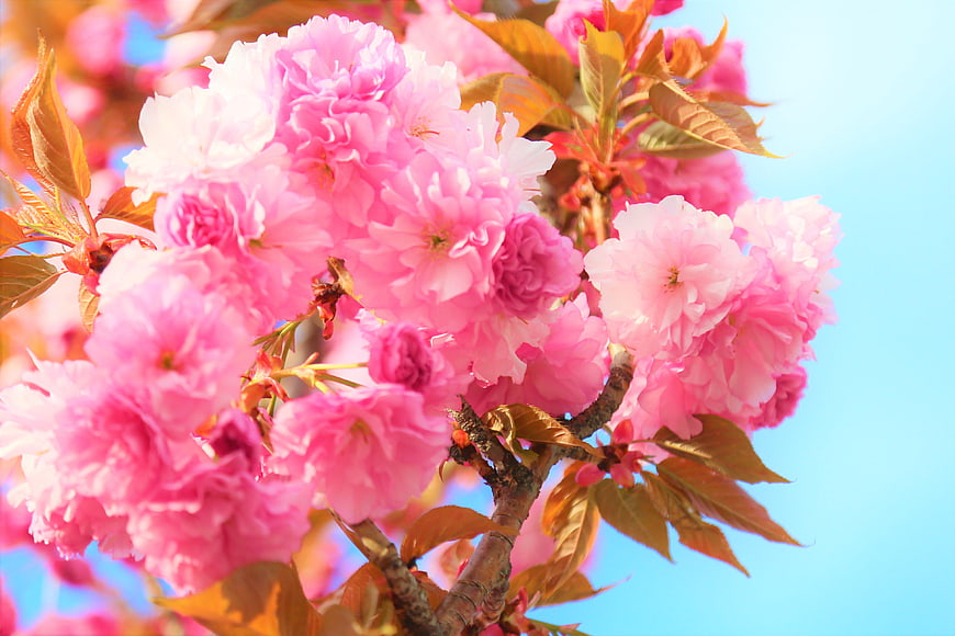 Vibrant Pink Cherry Blossoms Against Blue Sky
