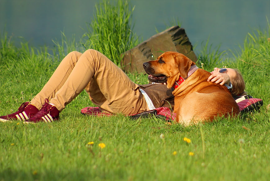 Woman Relaxing In Grass With Large Red Dog