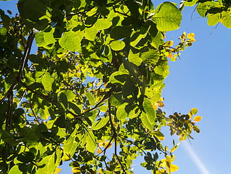 Sunlit Green Leaves Against Clear Blue Sky