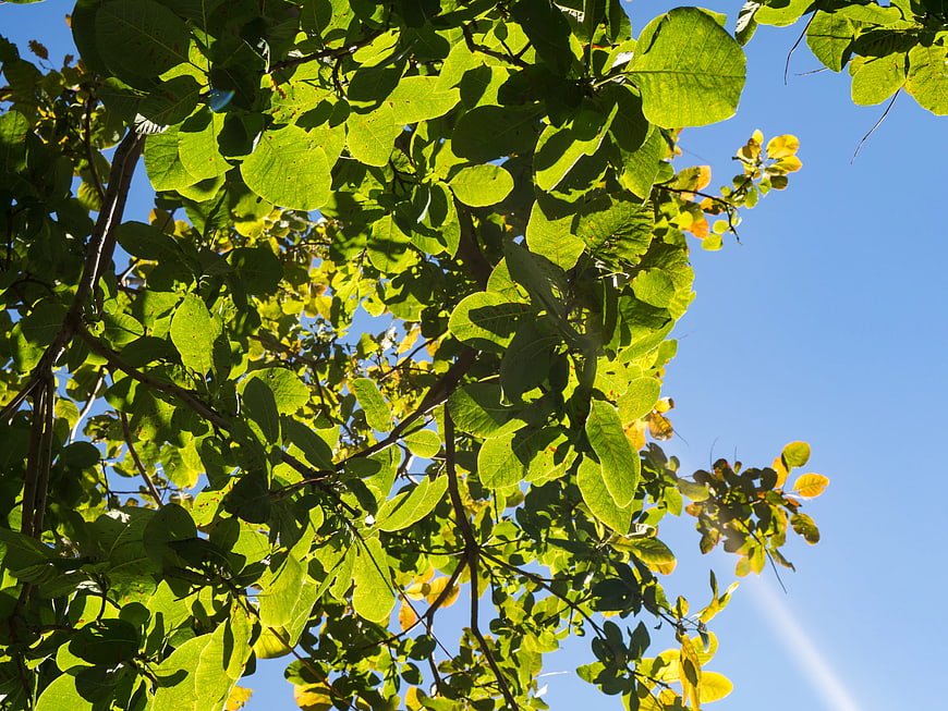 Sunlit Green Leaves Against Clear Blue Sky