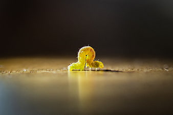 Macro photography of a yellow caterpillar on a wooden surface