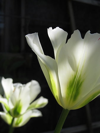 Close-up of white tulip with green base against dark background