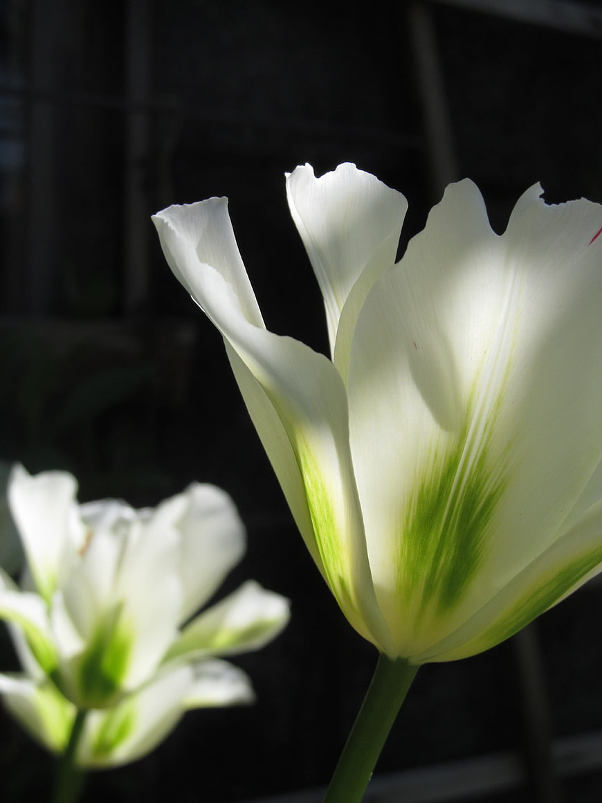 Close-up of white tulip with green base against dark background