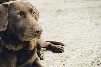 Chocolate Labrador Retriever Lying on Sand