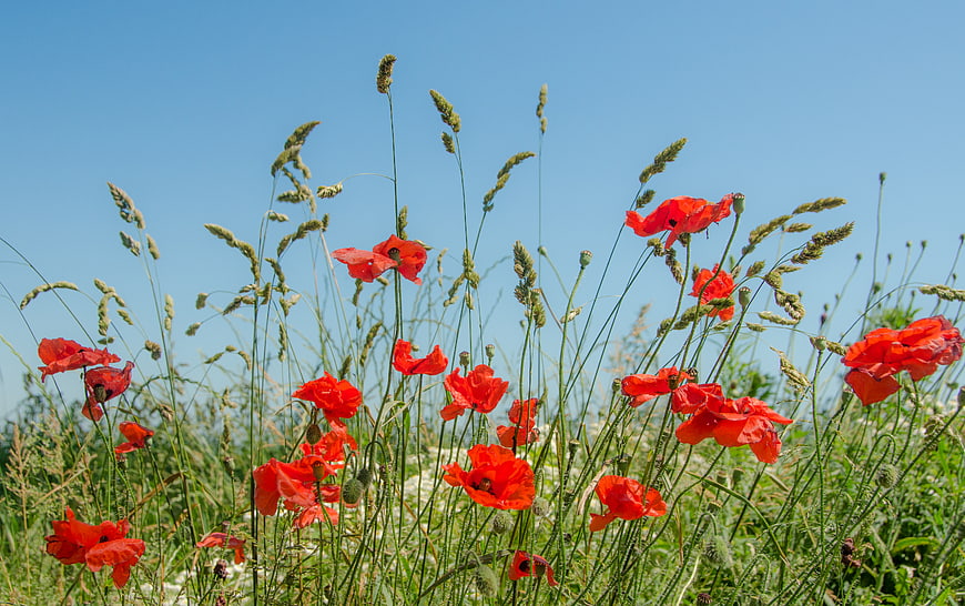 Red Poppies Blooming in a Green Meadow Under Blue Sky