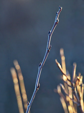 Close-up of budding tree branch in spring sunlight