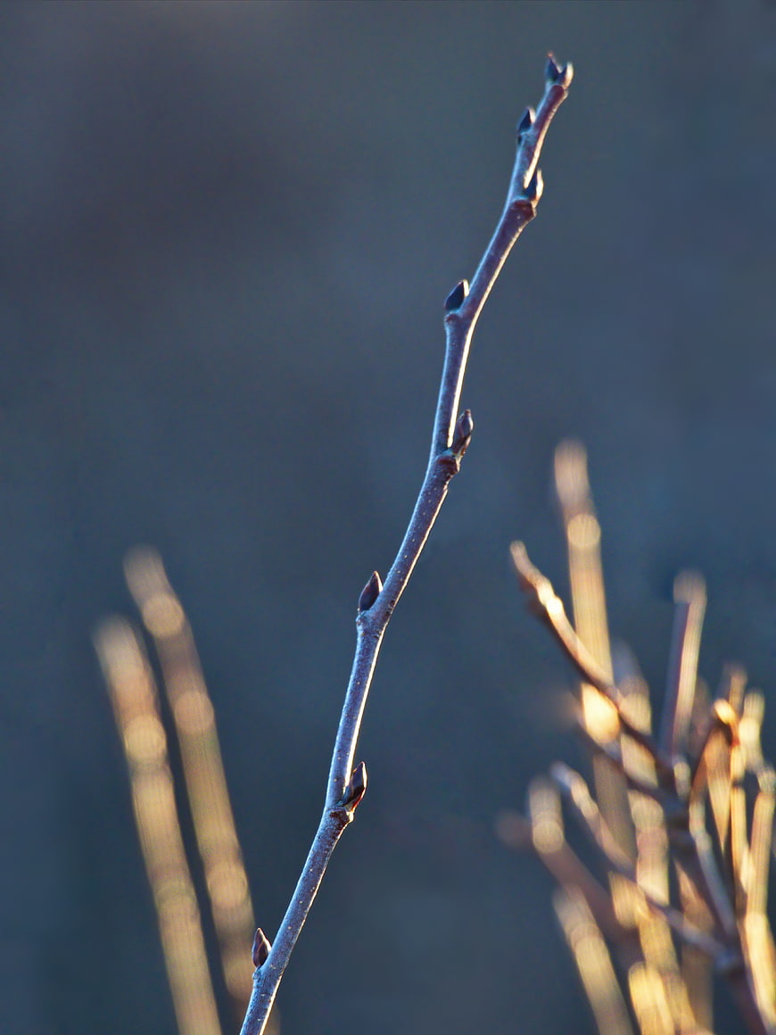 Close-up of budding tree branch in spring sunlight