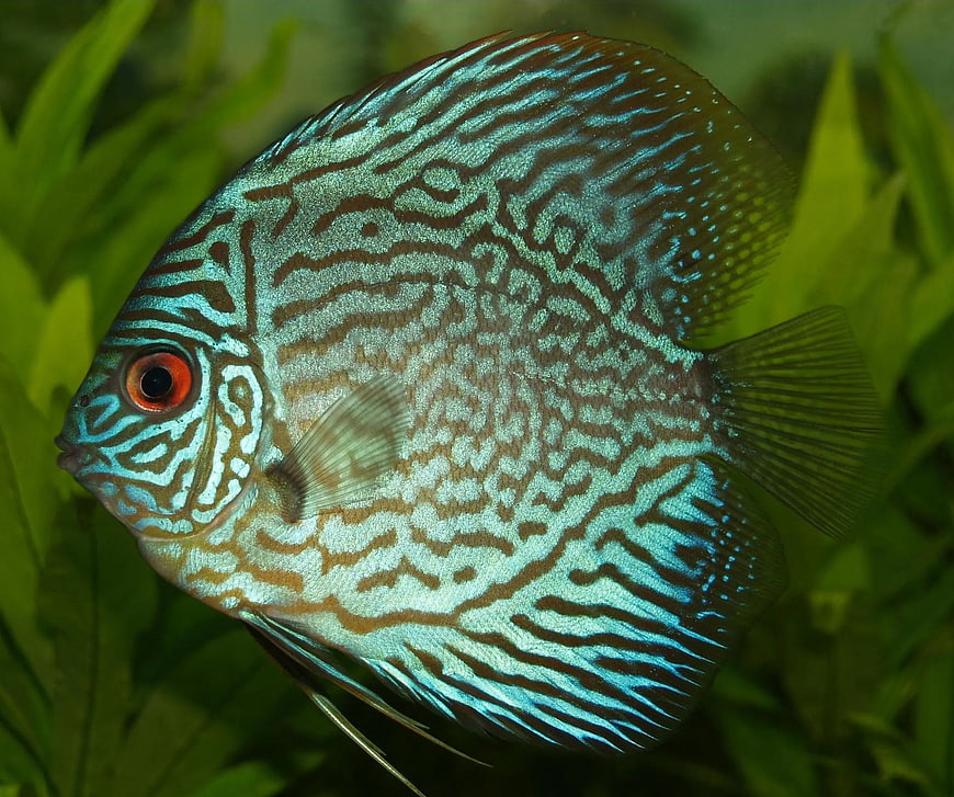 Vibrant Blue Discus Fish in Aquarium