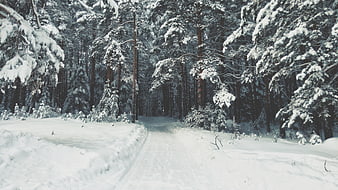 Snowy Forest Path in Winter