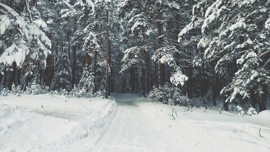 Snowy Forest Path in Winter