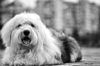 Happy Old English Sheepdog Portrait in Black and White