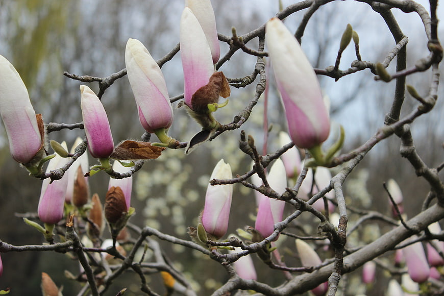 Pink and white magnolia buds on bare branches in spring