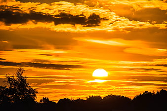 Vibrant Golden Sunset with Silhouetted Trees