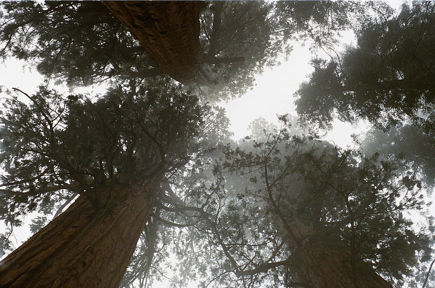 Worm's Eye View of Giant Redwood Trees in Foggy Forest