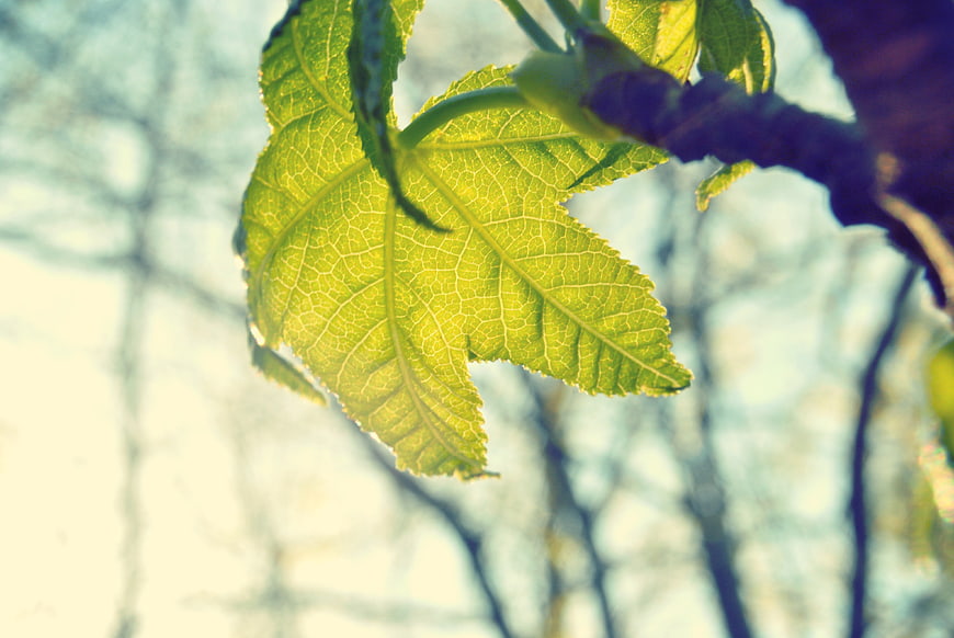 Sunlit Green Fig Leaf Close-Up with Blurred Background