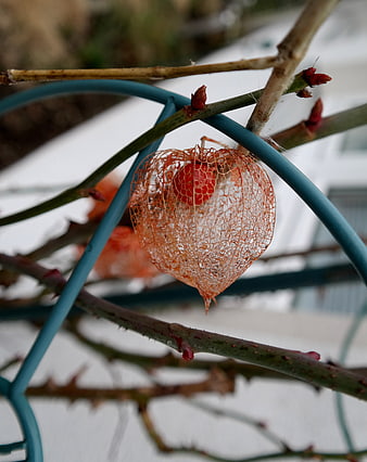 Close-up of dried physalis husk on a blue trellis