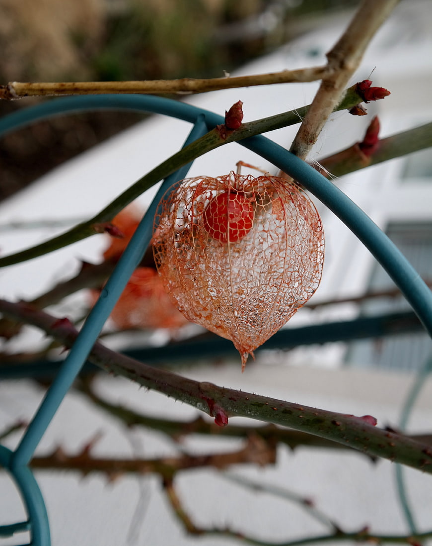 Close-up of dried physalis husk on a blue trellis