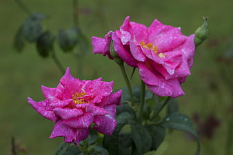 Pink Roses with Raindrops on Green Background