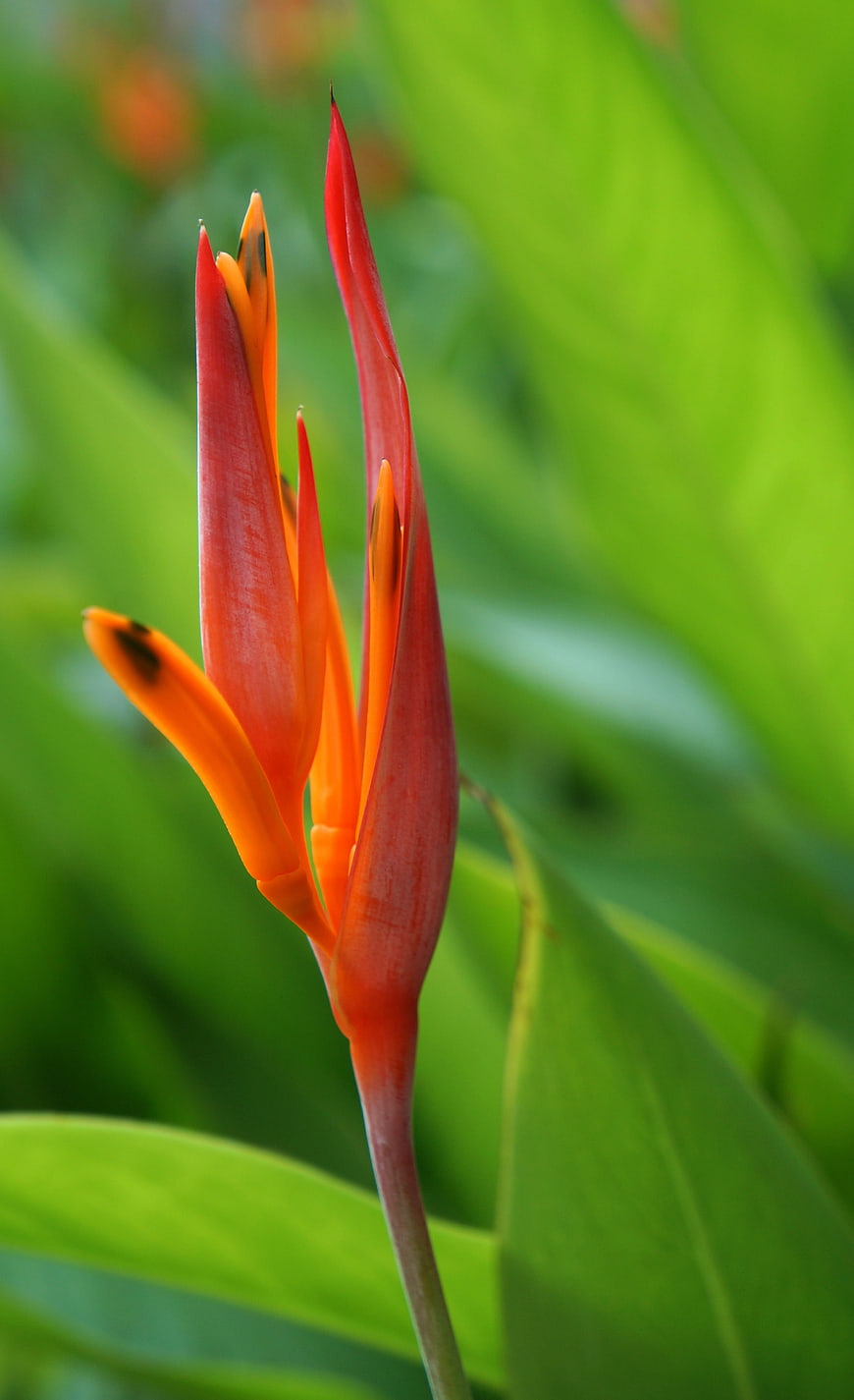 Close-up of vibrant orange Heliconia flower against green leaves